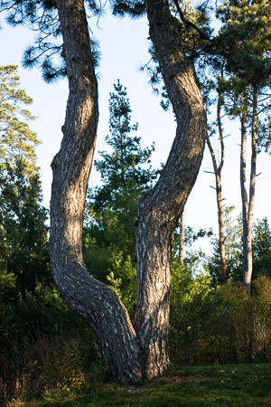 Morton-Arboretum-Fall-2008-7.jpg