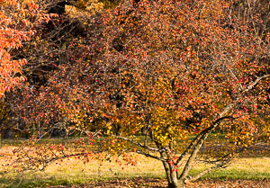 Morton-Arboretum-Fall-2008-8.jpg