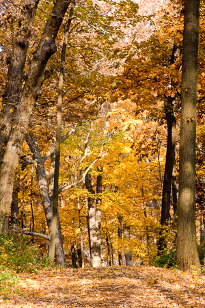 Morton-Arboretum-Fall-2008-9.jpg