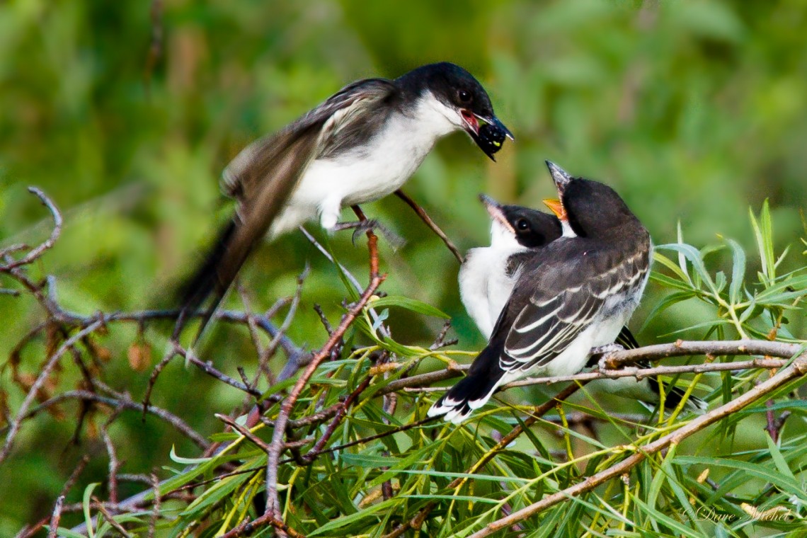 Eastern Kingbird (Tyrannus tyrannus)