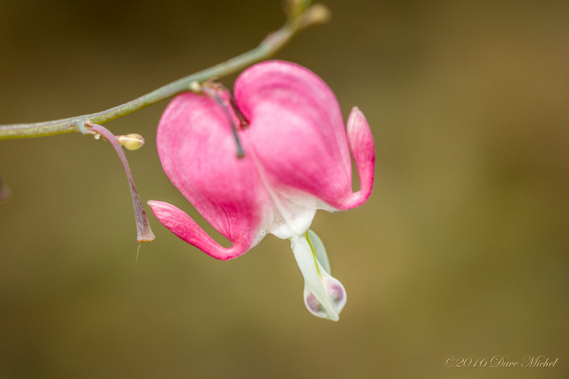 FB-Flowers-6-16-8