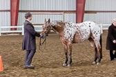 Saddle Seat Fit and Show