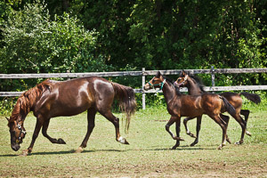 Ye Old Morgan Farm