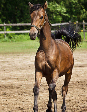 Horses
