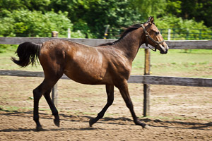 Ye Old Morgan Farm