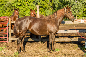 Kittys Horses