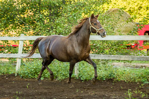 Kittys Horses