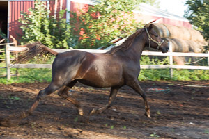 Kittys Horses