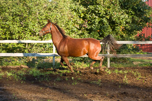 Equestrian
