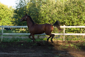 Kittys Horses