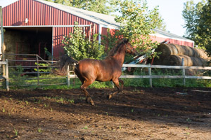 Kittys Horses