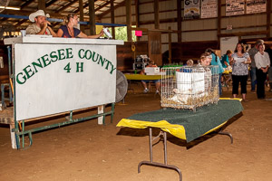 4H Small Animal Auction