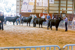 Animals Exhibits