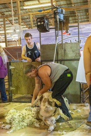 National Sheep Shearing Competition