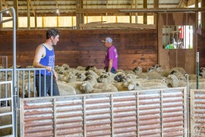 National Sheep Shearing Competition