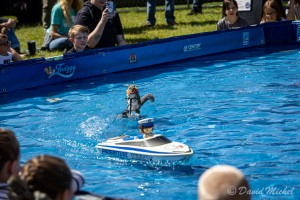 Twiggy The Waterskiing Squirrel