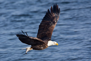Eagles