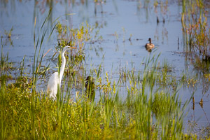 Shiawassee National Wildlife Refuge