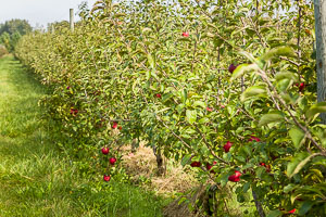 Almar Orchard