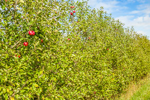 Almar Orchard