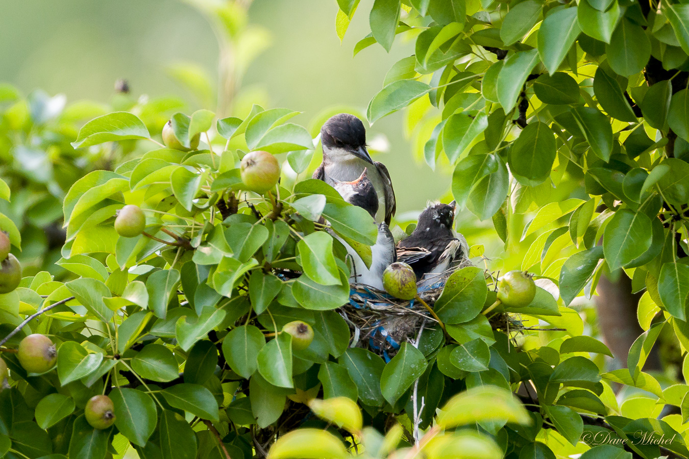 dmp-blog-Kingbird_Nestlings-1