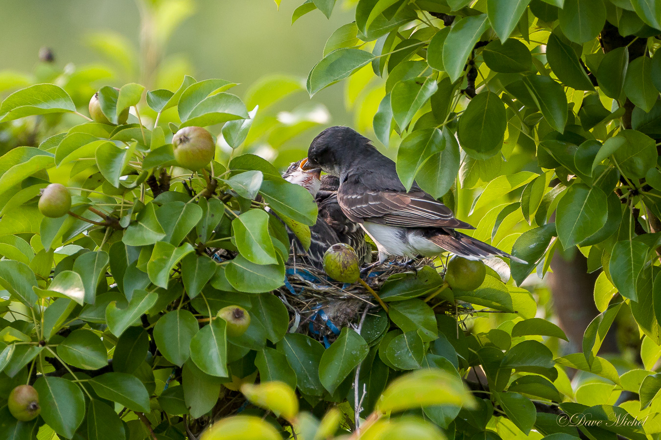 dmp-blog-Kingbird_Nestlings-3