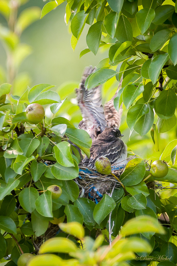 dmp-blog-Kingbird_Nestlings-7