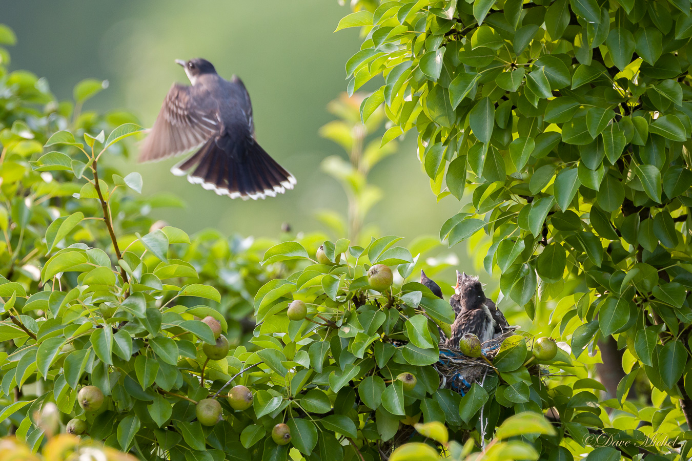 dmp-blog-Kingbird_Nestlings-9