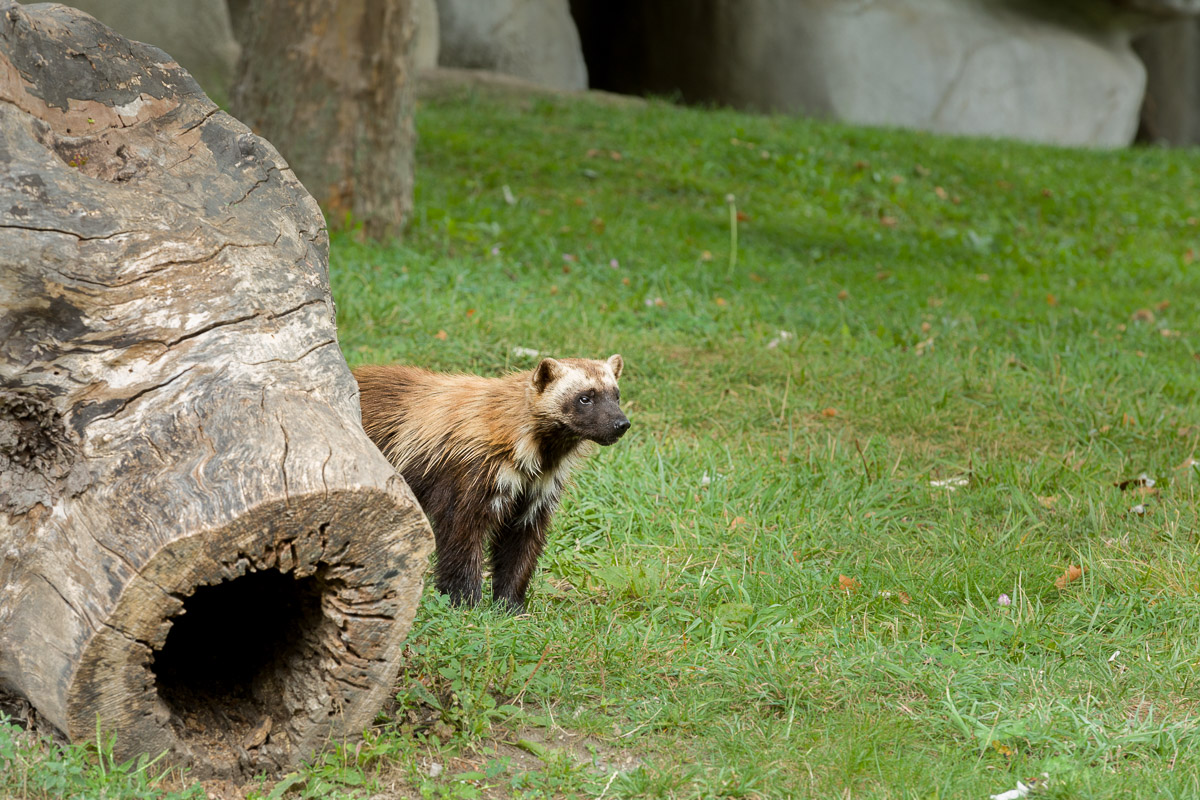 Dave-Michel-DetroitZoo-9-9-0001