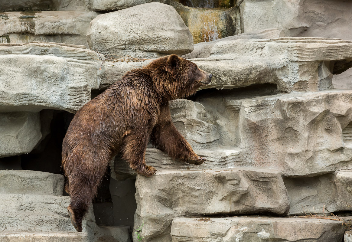 Dave-Michel-DetroitZoo-9-9-0003