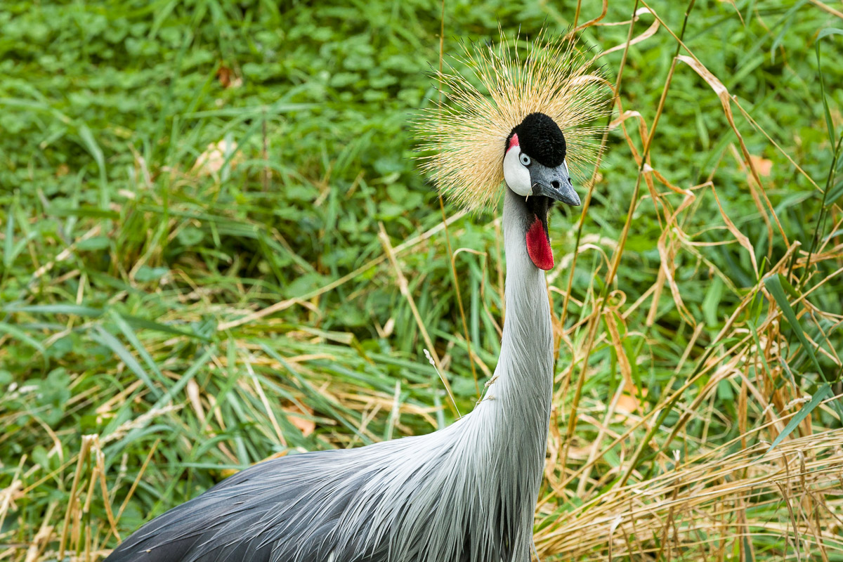 Dave-Michel-DetroitZoo-9-9-0007