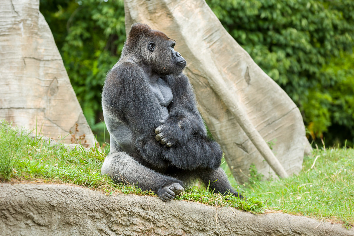 Dave-Michel-DetroitZoo-9-9-0009