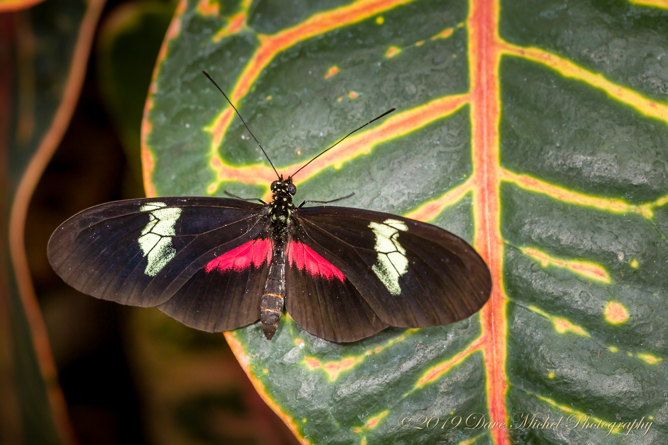 dmp-blog-Dow-Butterflies-10