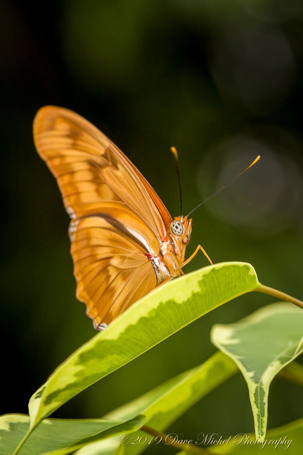 dmp-blog-Dow-Butterflies-15