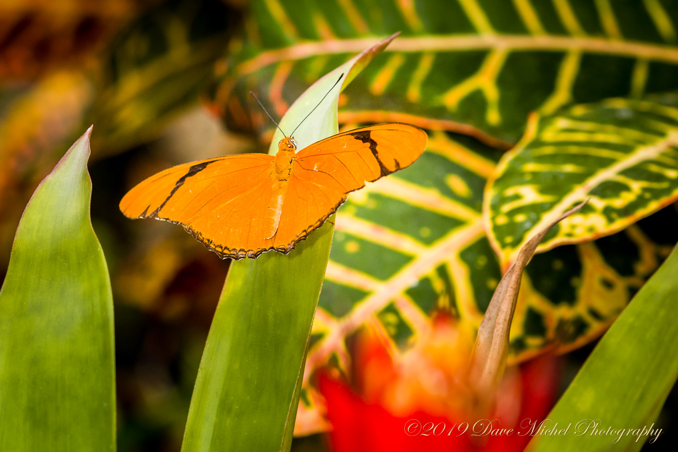 dmp-blog-Dow-Butterflies-18