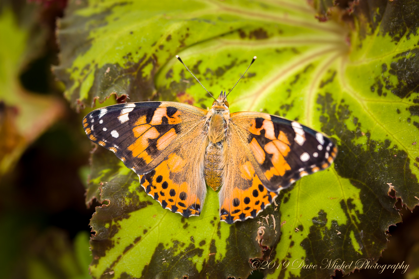 dmp-blog-Dow-Butterflies-19