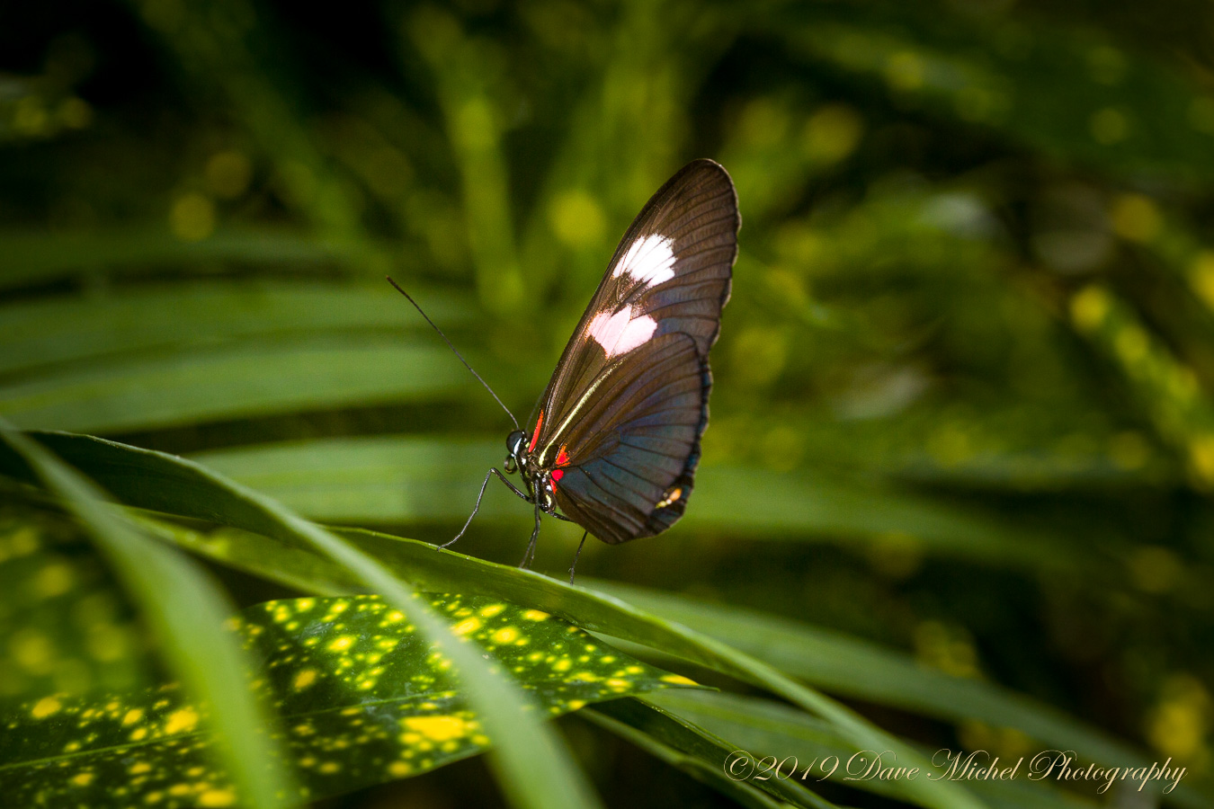 dmp-blog-Dow-Butterflies-2