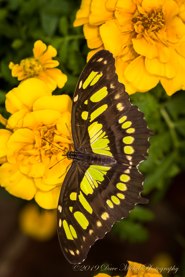 dmp-blog-Dow-Butterflies-20