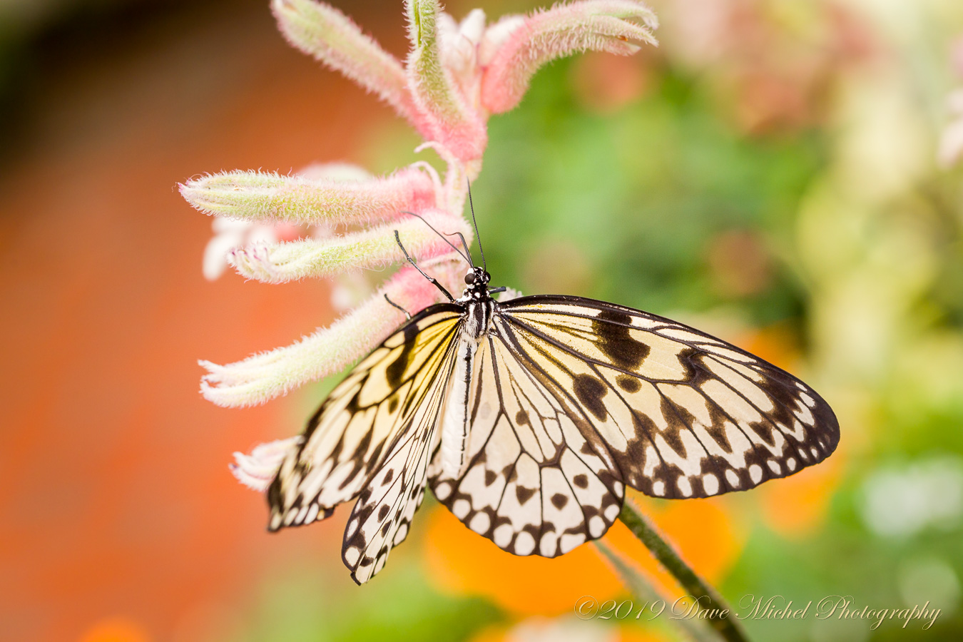 dmp-blog-Dow-Butterflies-26