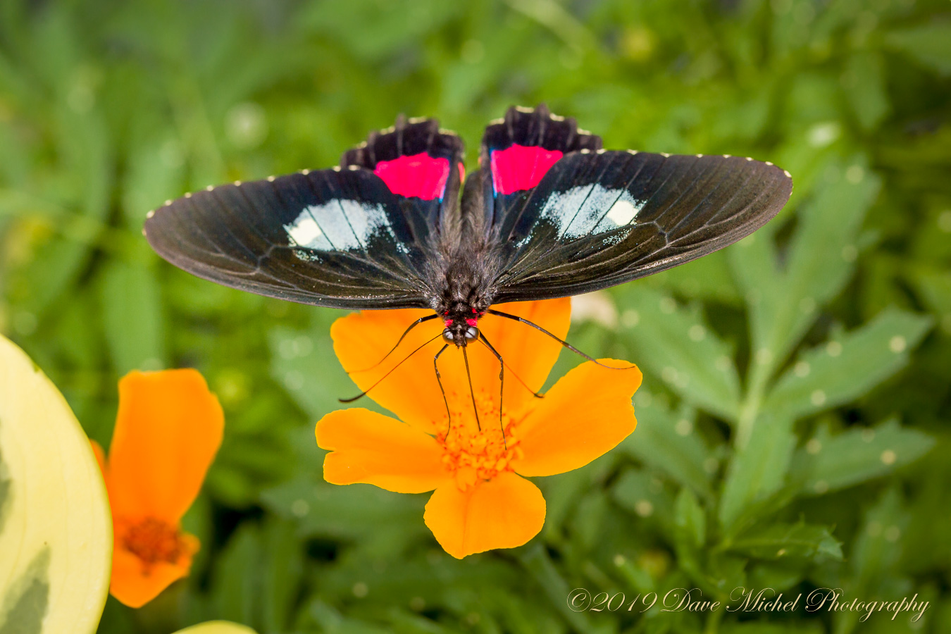 dmp-blog-Dow-Butterflies-28