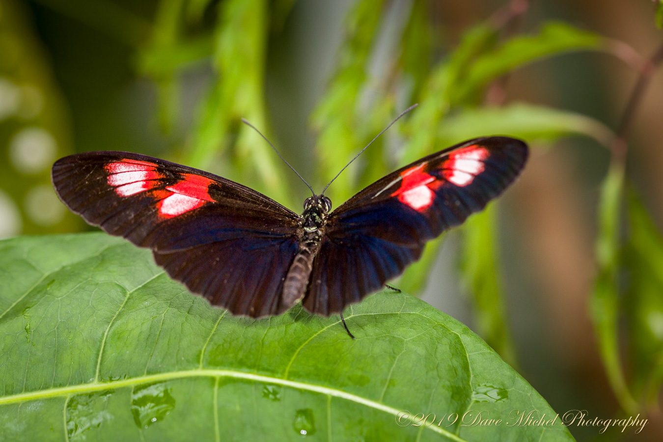 dmp-blog-Dow-Butterflies-29