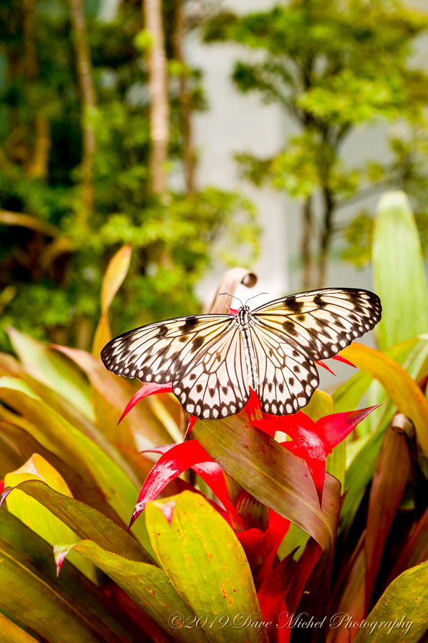 dmp-blog-Dow-Butterflies-33