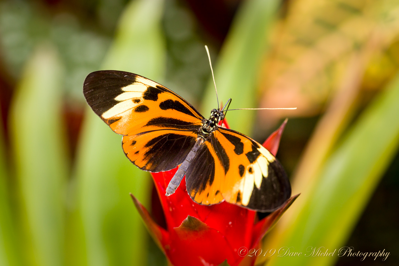dmp-blog-Dow-Butterflies-9